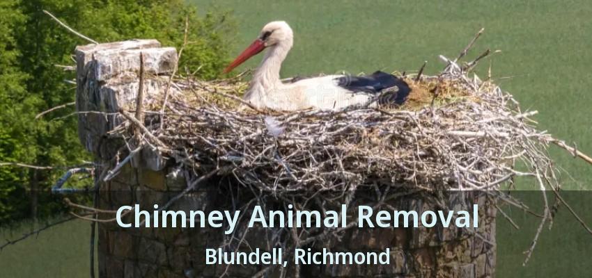 Chimney Animal Removal Blundell, Richmond - BC