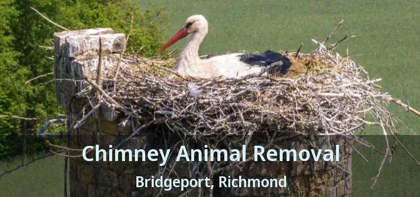 Chimney Animal Removal Bridgeport, Richmond - BC