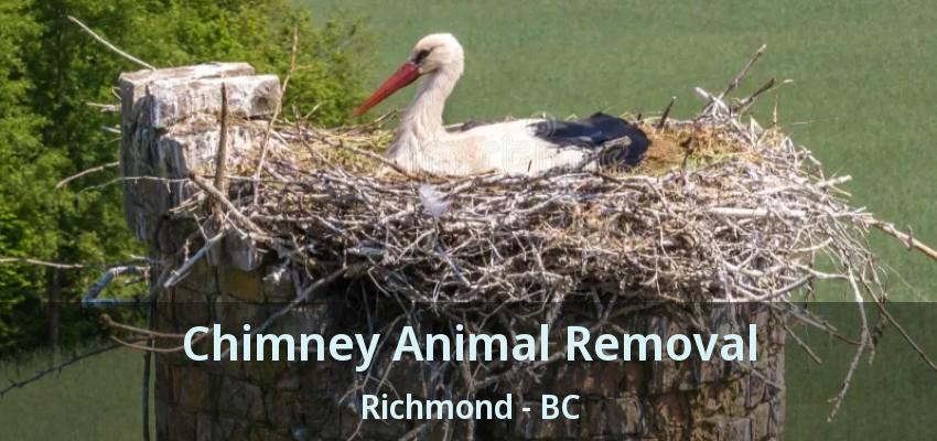 Chimney Animal Removal Richmond - BC